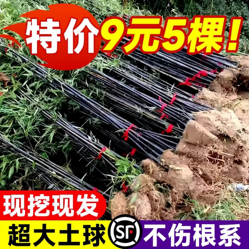竹子苗庭院观赏植物抗冻