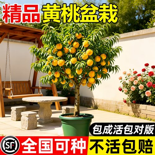 黄桃树嫁接苗当年结果易活盆栽