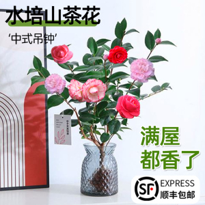 水培山茶花水养盆栽树苗室内好养四季开花卉植物鲜切花浓香型绿植