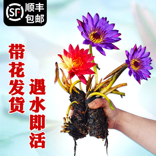 睡莲水培植物大根块四季易活莲花