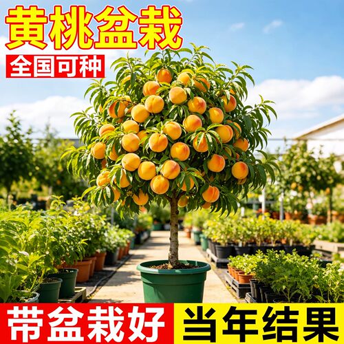 炎陵黄桃嫁接大苗当年结果