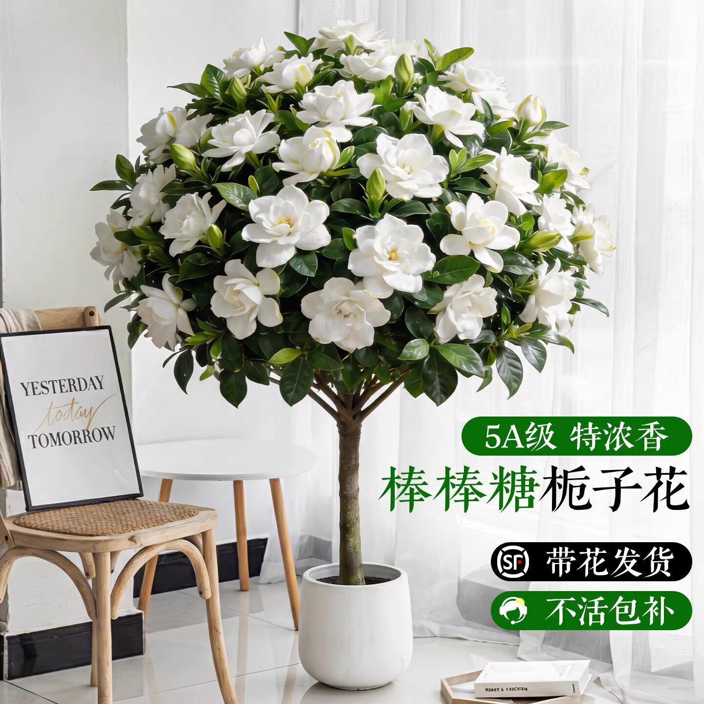 独杆棒棒糖栀子花盆栽四季植物阳台花卉开花绿植带花苞老桩大树苗