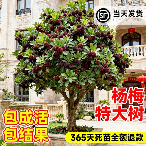 特大杨梅树苗嫁接果树苗庭院别墅