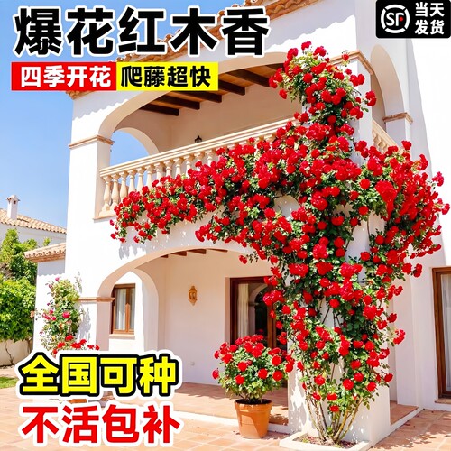 无刺重瓣红木香花苗爬藤好养
