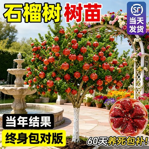 突尼斯软籽石榴树苗当年结果