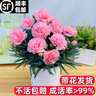 康乃馨盆栽花苗带花苞四季开花