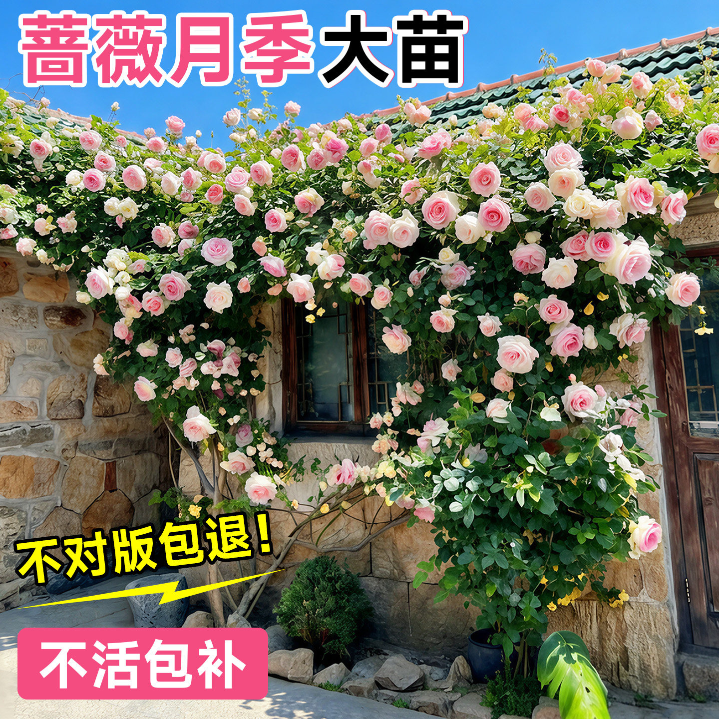 蔷薇花苗藤本月季花树大苗庭院爬藤植物阳台花卉爬墙玫瑰耐寒盆栽,鲜花速递/花卉仿真/绿植园艺,时令草本花卉,淘宝优惠券,粉丝福利购,淘宝优惠卷