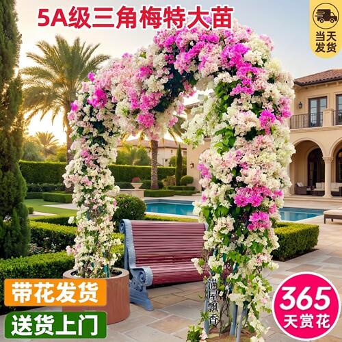 2米高三角梅盆栽重瓣老桩好养