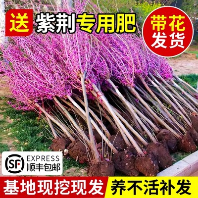 带花发货紫荆树苗包成活包对版