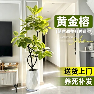 黄金榕客厅绿植盆栽花叶橡皮树室内大型植物高山榕落地盆景好养活