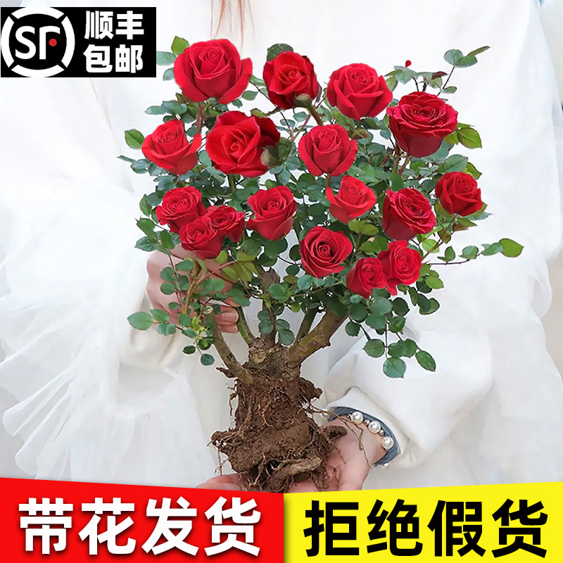 玫瑰花苗盆栽带花苞大苗月季花四季开室内阳台庭院观花卉植物树苗