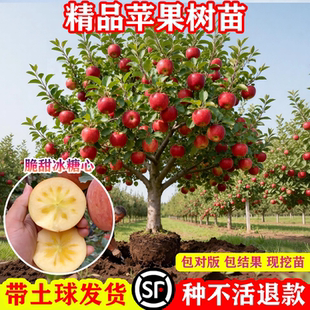 苹果树果苗大树嫁接红富士冰糖心树苗活地栽南北方果树当年结果树