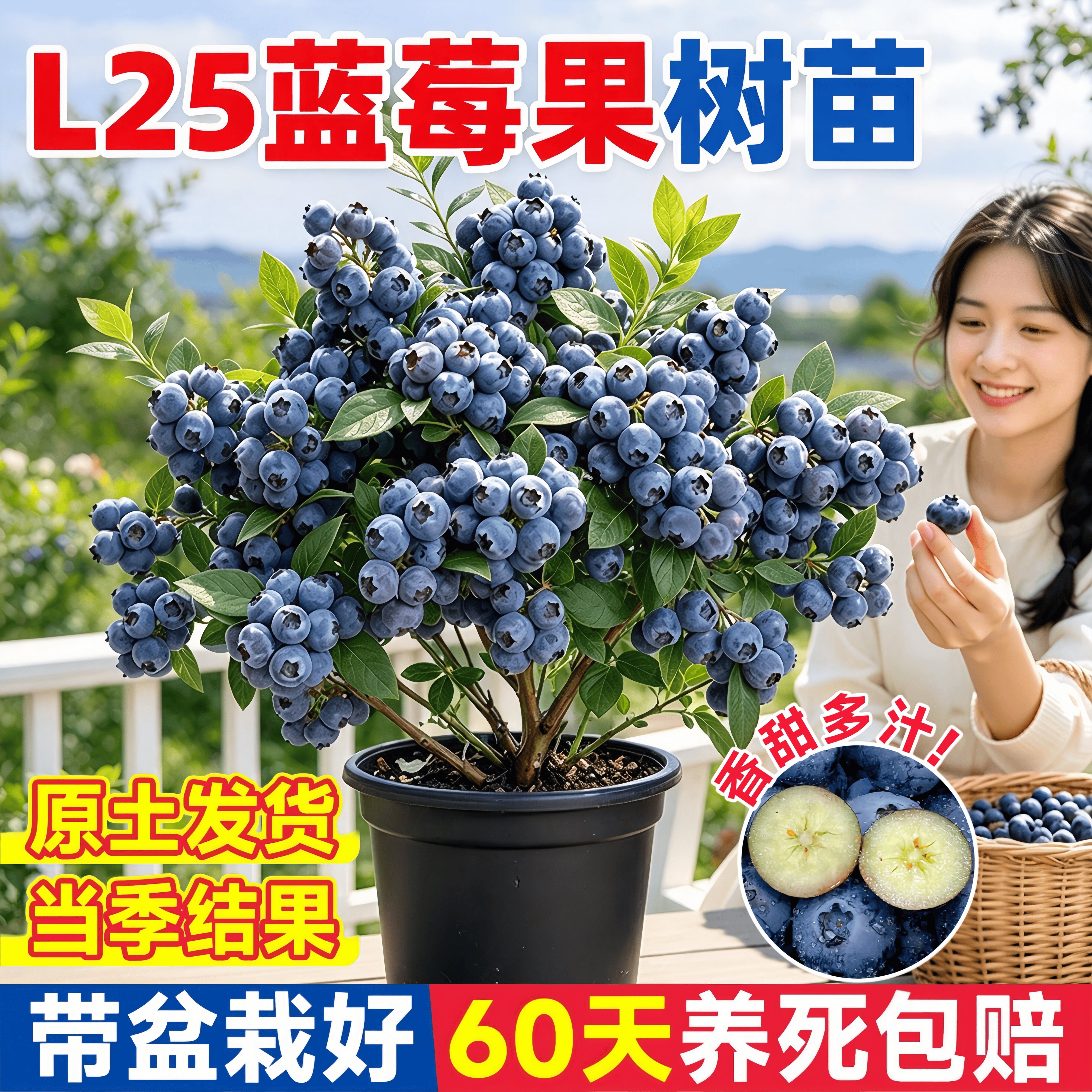 L25蓝莓树果苗盆栽室内外阳庭院地栽果树苗台南北方种植当年结果