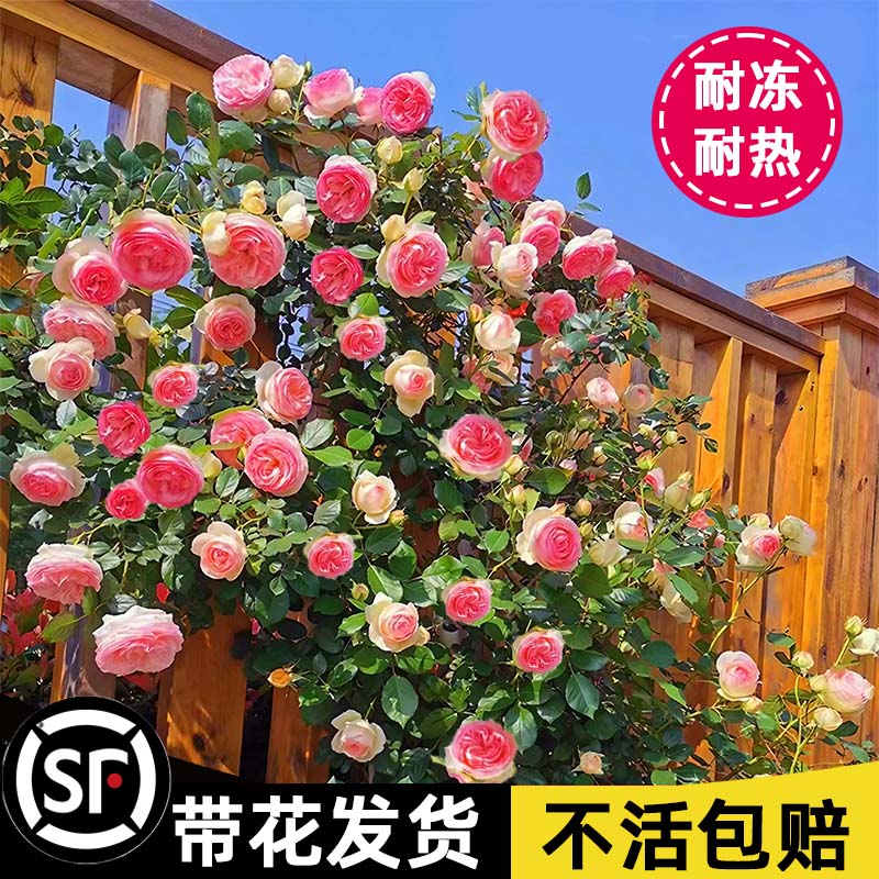 蔷薇花苗藤本月季庭院爬藤植物特大花种阳台花卉四季开花玫瑰盆栽