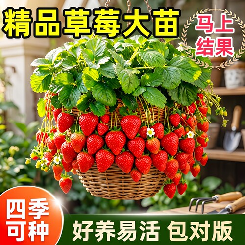 四季结果草莓苗盆栽南北可种好养