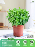 Basil potted plants are edible. Fresh large-leaf golden plants can be used for indoor garden rosemary and mosquito-repellent green plants thumbnail 3