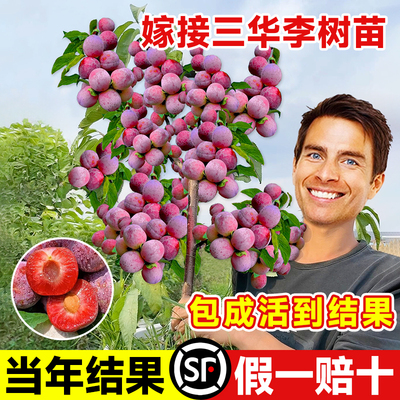 钱排三华李子树苗嫁接水果