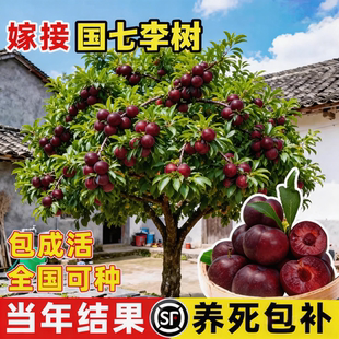 正宗蜂糖李子树苗新品种嫁接果树果苗四川三华国峰七号南北方种植
