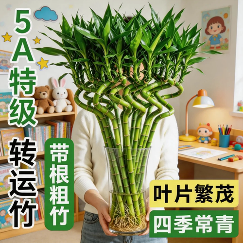 水养带根富贵竹转运招财好养