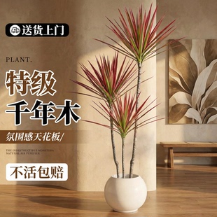千年木客厅绿植室内大型植物七彩铁办公室盆栽高级感龙血树好养活
