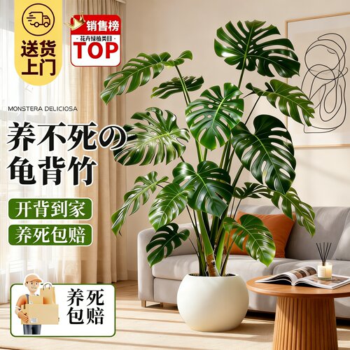 龟背竹大型盆栽老桩提根好养