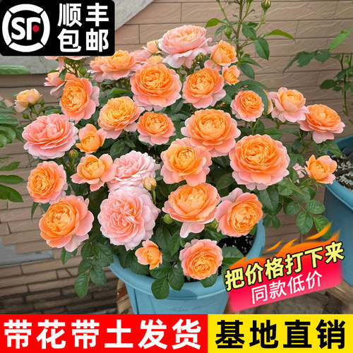 果汁阳台月季花苗灌木大花盆栽室内红果汁阳台多头玫瑰花苗棒棒糖