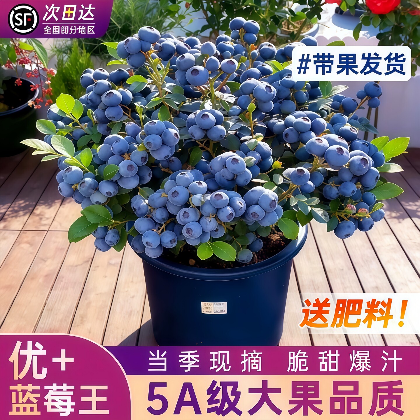花香蓝莓树果苗盆栽特大号带果子L25阳台庭院南北方种植四季水果
