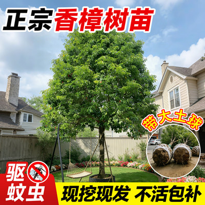 龙脑樟树苗驱蚊虫南北可种