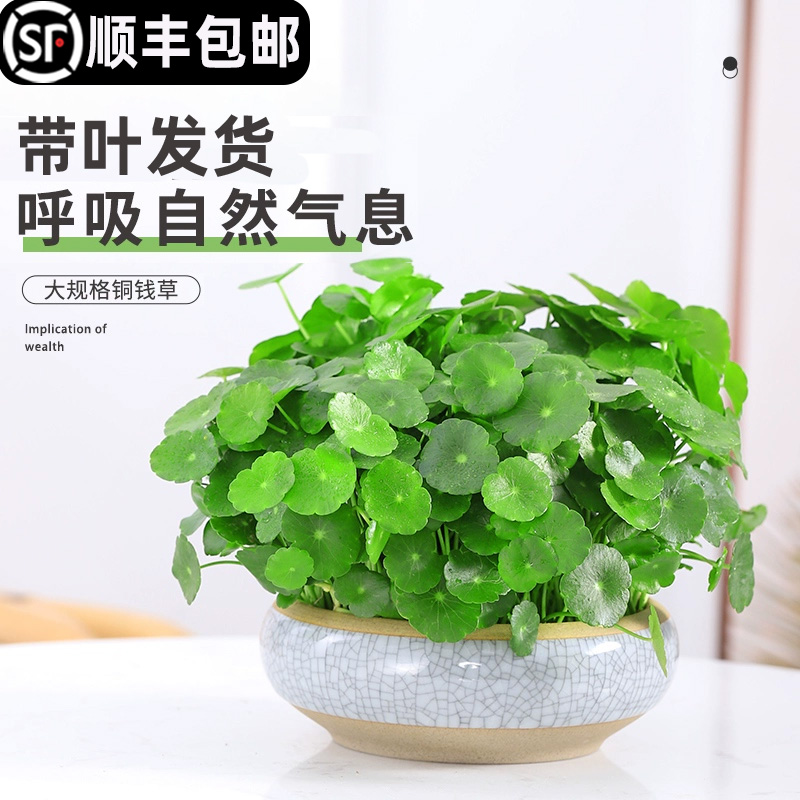 四季好养铜钱草水培盆栽绿植物