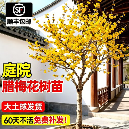 腊梅树苗老桩耐寒南北可种好养