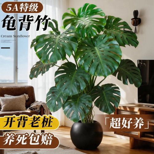 客厅高端好养龟背竹大盆栽