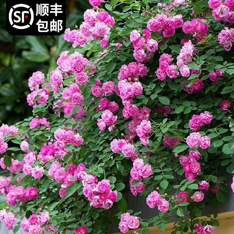 无刺多花爬藤蔷薇十姐妹七姐妹花苗庭院粉色大花浓香型四季开花