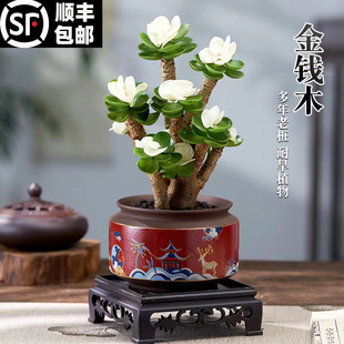 金钱木老桩多肉植物室内盆栽花卉客厅办公室桌面植物摆件好养绿植