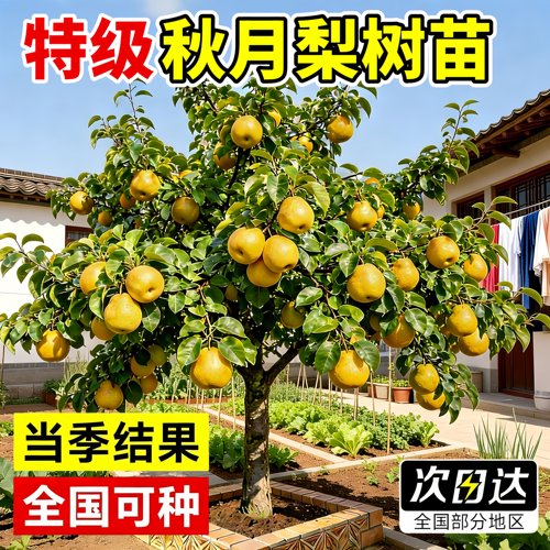 特级秋月梨树苗当年结果易活