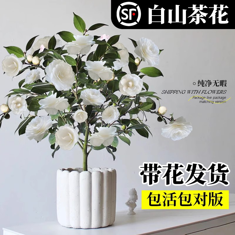 白山茶花盆栽带花苞东方亮白色
