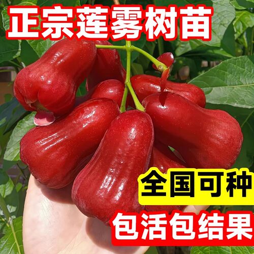 四季地栽带土莲雾树苗
