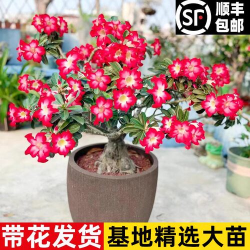 沙漠玫瑰盆栽老桩四季开花重瓣
