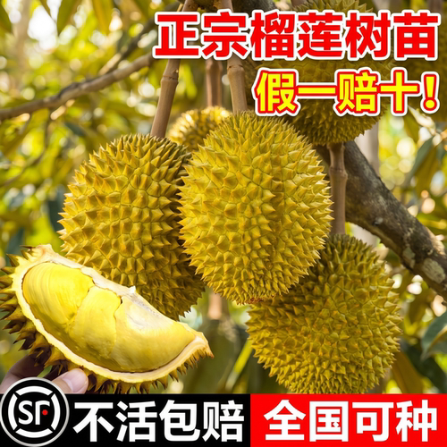 广西正宗金枕榴莲树苗耐寒嫁接