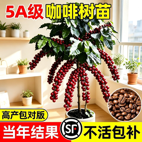咖啡树苗盆栽当年结果阿拉比卡