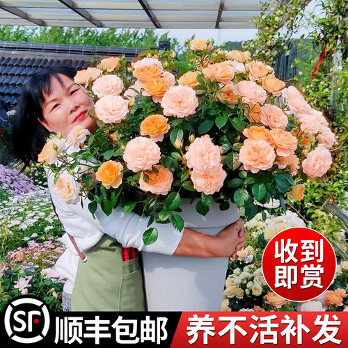 果汁阳台月季花苗盆栽特大花四季开花卉带花苞阳台观赏植物好养活