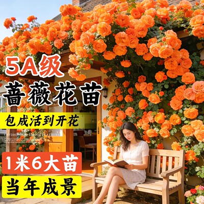 1米6特大藤本月季大苗庭院爬藤
