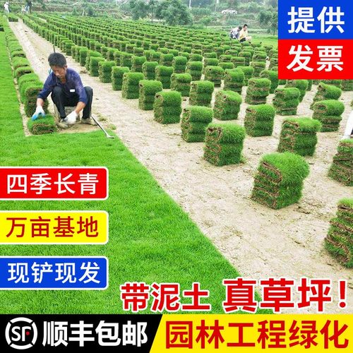 草皮真草坪带泥土别墅花园庭院