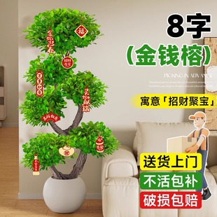 造型金钱榕树盆栽客厅绿植室内大型招财绿植办公室高级感好养植物
