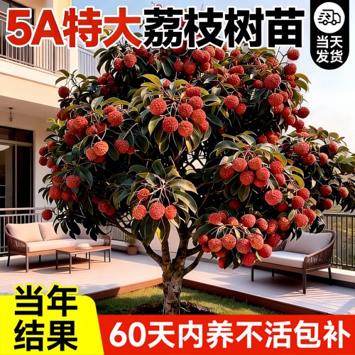 无核荔枝树苗嫁接盆栽耐寒好养