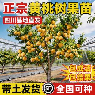 黄桃树苖桃树果苗嫁接苗冬桃油桃树果苗南方北方种植桃苗当年结果