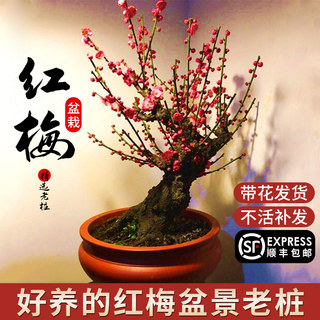 梅花盆栽花卉植物室内阳台四季浓香腊梅花树苗红梅老桩庭院带花苞