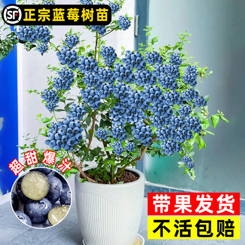 蓝莓树果苗盆栽北方南方庭院