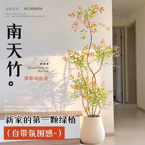 南天竹真树落地盆景好养客厅
