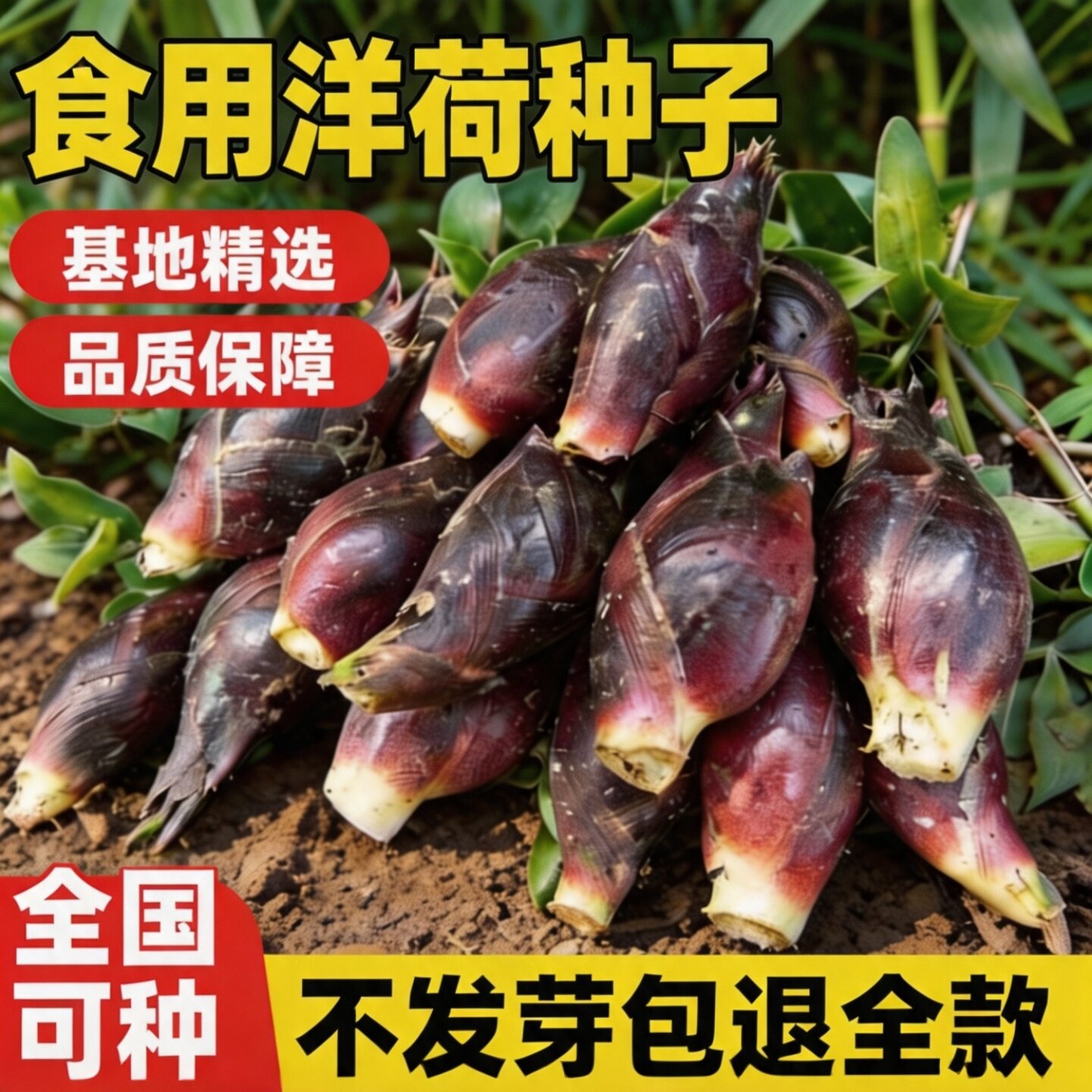 食用洋荷芽种子四季蔬菜图片