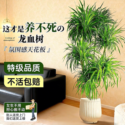 客厅旺宅多头龙须树落地盆栽